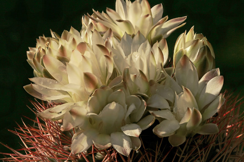 Gymnocalycium schickendantzii